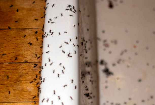 Best Bed Bug Extermination  in Weaverville, CA