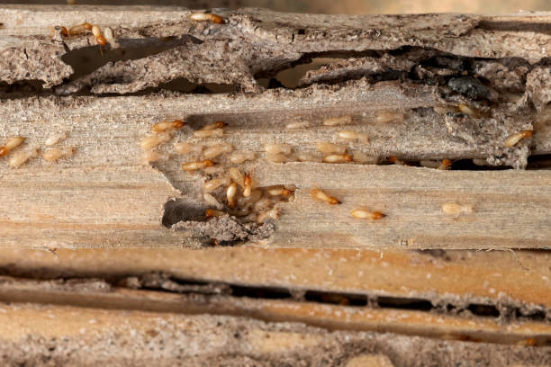 Reliable Weaverville, CA Pest Control Solutions