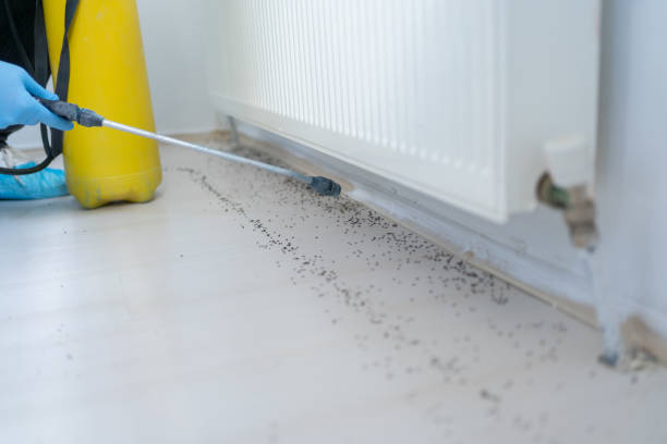Insect Control in Weaverville, CA